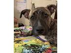 Adopt Thrasher a Brindle Dutch Shepherd / Mixed dog in Palmdale, CA (38594387)