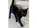 Adopt Chupacabra a All Black Domestic Shorthair / Mixed (short coat) cat in
