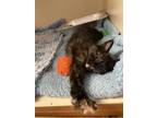 Adopt Creamsicle a All Black Domestic Shorthair / Domestic Shorthair / Mixed cat