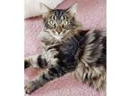 Adopt Taco a Brown Tabby Domestic Shorthair / Mixed (long coat) cat in Westwood