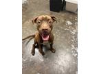 Adopt Conrad a Brown/Chocolate American Pit Bull Terrier / Mixed dog in Fort