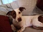 Adopt Penny a White - with Red, Golden, Orange or Chestnut Pointer / Mixed dog