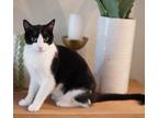 Adopt Jesse a Black & White or Tuxedo Domestic Shorthair (short coat) cat in
