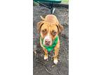 Adopt PETUNIA a Brown/Chocolate Mixed Breed (Medium) / Mixed dog in Fernandina