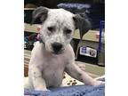 Adopt Mindy a White Australian Cattle Dog / American Pit Bull Terrier / Mixed