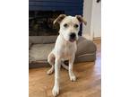 Adopt Lindy a White Australian Cattle Dog / American Pit Bull Terrier / Mixed