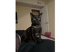 Adopt Sesame a Black (Mostly) Domestic Shorthair / Mixed (short coat) cat in