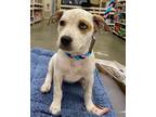 Adopt Cindy a White Australian Cattle Dog / American Pit Bull Terrier / Mixed