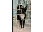 Adopt IBLIS a All Black Domestic Shorthair / Domestic Shorthair / Mixed cat in