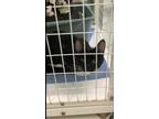 Adopt MODRON a All Black Domestic Shorthair / Domestic Shorthair / Mixed cat in