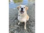 Adopt Barb a Tan/Yellow/Fawn - with White Great Pyrenees / Collie / Mixed dog in