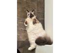 Adopt Cremosa a White (Mostly) Domestic Mediumhair (long coat) cat in