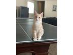 Adopt Bean a Orange or Red Tabby Domestic Shorthair / Mixed (short coat) cat in