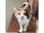 Adopt Darcy a Calico or Dilute Calico Domestic Shorthair / Mixed cat in Wadena