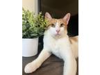 Adopt Pikachu a Orange or Red Domestic Shorthair cat in Brooklyn, NY (38493820)