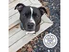 Adopt Balthasar a Black Mixed Breed (Large) / Mixed dog in Menands