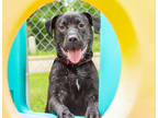 Adopt Bowie a Black Mixed Breed (Medium) / Mixed dog in Lowell, MA (38420317)
