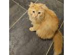 Adopt Franklin a Orange or Red Domestic Shorthair / Mixed cat in St.