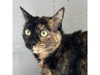 Adopt Dallas a Tortoiseshell Domestic Shorthair / Mixed cat in South Haven