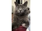 Adopt Haku a Gray or Blue (Mostly) Russian Blue / Mixed (medium coat) cat in San