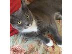 Adopt Belinda a Gray or Blue (Mostly) Domestic Shorthair (short coat) cat in