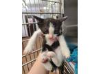 Adopt Perrier a All Black Domestic Shorthair / Domestic Shorthair / Mixed cat in