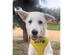 Adopt Dos - IN LA!! a White Jindo / Spitz (Unknown Type, Medium) / Mixed dog in