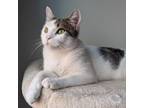 Adopt Sage a White Domestic Shorthair / Mixed cat in Washington, DC (38665253)