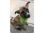 Adopt Brandy a Brindle American Pit Bull Terrier / Mixed dog in Mesquite