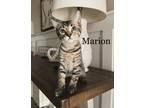 Adopt Marian a All Black Domestic Shorthair / Domestic Shorthair / Mixed cat in