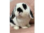 Adopt Clooney a Lop, Holland / Mixed (short coat) rabbit in Pflugerville