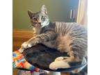 Adopt Orla a Domestic Shorthair / Mixed cat in Port Washington, NY (38693135)
