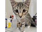 Adopt Susie a Tan or Fawn Domestic Shorthair / Mixed cat in Jarrettsville