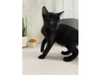 Adopt Birdie a All Black Domestic Shorthair (short coat) cat in Long Beach