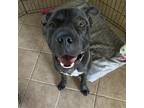 Adopt Puma a Black Pit Bull Terrier / Shar Pei / Mixed dog in N Las Vegas