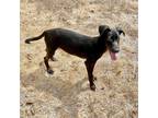 Adopt Buck a Black Retriever (Unknown Type) / Mixed dog in Livingston