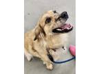 Adopt Remi a White - with Tan, Yellow or Fawn Great Pyrenees / Anatolian