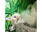 Adopt Snow a Orange or Red Domestic Mediumhair / Mixed cat in San Pablo