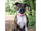 Adopt Hamburgler a Brindle Mixed Breed (Large) / Mixed dog in West Olive