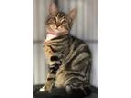 Adopt Salem a Tan or Fawn Domestic Shorthair / Domestic Shorthair / Mixed (short