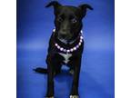 Adopt Sheera a Black Mixed Breed (Medium) / Mixed dog in Newark, DE (38713891)