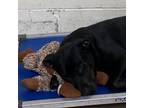 Adopt Celeste a Black Labrador Retriever / Mixed dog in Tuscaloosa