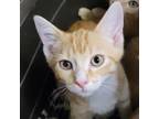 Adopt Laffy Taffy a Orange or Red Domestic Shorthair / Mixed cat in Carroll