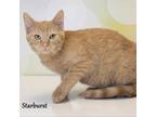 Adopt Starburst a Orange or Red Domestic Shorthair / Mixed cat in Carroll