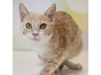 Adopt Skittles a Tan or Fawn Tabby Domestic Shorthair / Mixed cat in Carroll