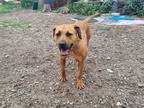 Adopt Chacha a Brown/Chocolate - with Black Great Dane / Black Mouth Cur / Mixed