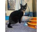 Adopt Cassie a All Black Domestic Shorthair / Mixed cat in Riverside