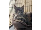 Adopt Maple a Brown Tabby Domestic Shorthair (short coat) cat in Sioux Falls
