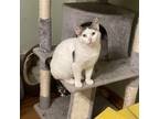 Adopt Lola a White Domestic Shorthair / Mixed cat in Pittsburgh, PA (38433232)