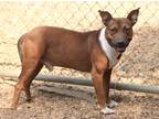 Adopt Chance 23 a American Pit Bull Terrier / Mixed dog in Brookhaven